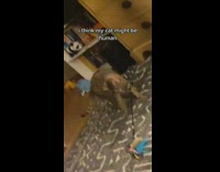 Grey cat playing with fishing rod toy 