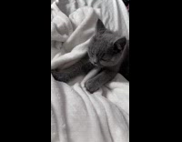 Gray kitten kneading white blanket 