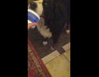 Saint bernard dog eats blue white container 