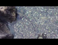 Octopus tries to latch on filmers feet scare away