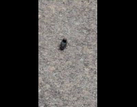 Collab WINY - Flies copulating on street 