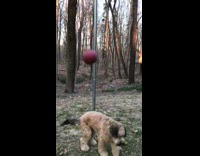 Blonde Dog Hits Red Tetherball In Woods