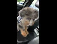 Grey brown puppy dog bandana car girl