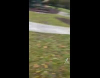 Collab Clips mpugc - Black dog in horse mask tries to get it off