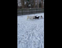 Dog running slips on snow 