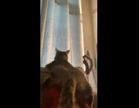 Cat trying to climb girls head moving left and right 