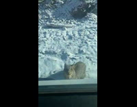 Lynx jumps at car window on snow road 