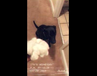 Collab BitchMP - Black dog walks away who did this