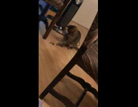 Cat spins fidget spinner with paw 