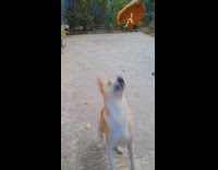 Woman teases her dog who likes bread