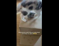 Cat Gets Stuck in Box and Another Cat Tries to Get it Out 