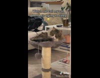 Cat trying to sleep gets called by owner