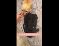 Guy carries brown chihuahua dog in backpack 