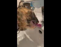 Cat drink lick water from faucet asmr