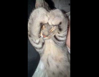 Collab Clips_MPUGC2 - Cat snuggling with hooman does heart shape position 