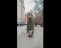 Christmas tree man walks with rolling backpack on sidewalk