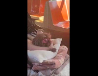 Dog on stroller wear pink sunglasses in train