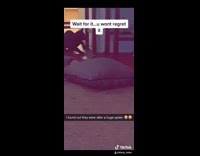 Collab BitchIG2 - Cat dog look for spider under chairs