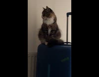 Cat sits on the blue luggage bag