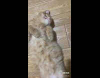 Brown cat sleeps on back wound face