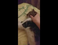 Pet cat asleep touched by owner moves paws Part 1