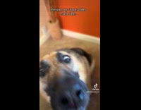 Collab ClipsIG - Filmer petting dog harder each time face