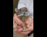Guy hold baby rabbit that make sound