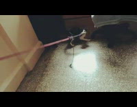 Black white kitten bites red leash feather 