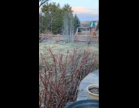 Three dogs play while other dog watches