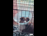 Brown white dog plastic cone black crate