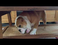 Bulldog chews on tennis ball 