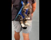 Cat gives little wave to dog