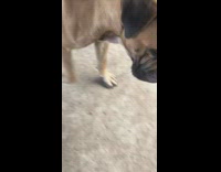 Brown Dog Bats Rag Ball Around On Concrete