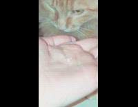 Girl holds small tooth from orange cat 