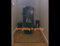 Grey cat trained to poop on toilet