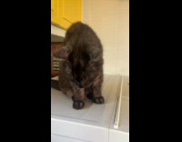 Cat vibrating sitting on top of washing machine