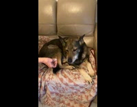 Pet dog sniffs the tweezers and shakes its head