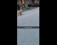 Neighbors and dogs social distance circle crocs