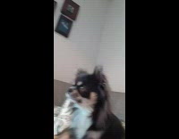 Small black white dog watches kangaroos television