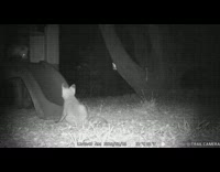 Fox puppies playing in the slide 