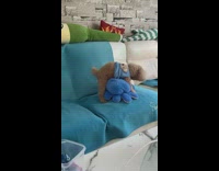 Small dog hump plush toy on sofa