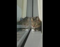 Cat look outside window squeeze its paws