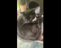 Cat evade hand gives owner side eye