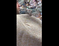 Collab WINY - Lanternfly on hat of man watch tennis