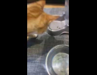 Girl diet challenge orange cat meows kitchen 