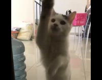 Kitten on hind legs scratches glass