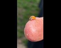 Small orange lady bug crawls on finger 