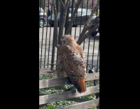 Hawk bird sit on bench at park