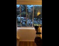 Group of men barks at dog