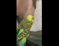 Budgie bird sleep on girl neck jacket